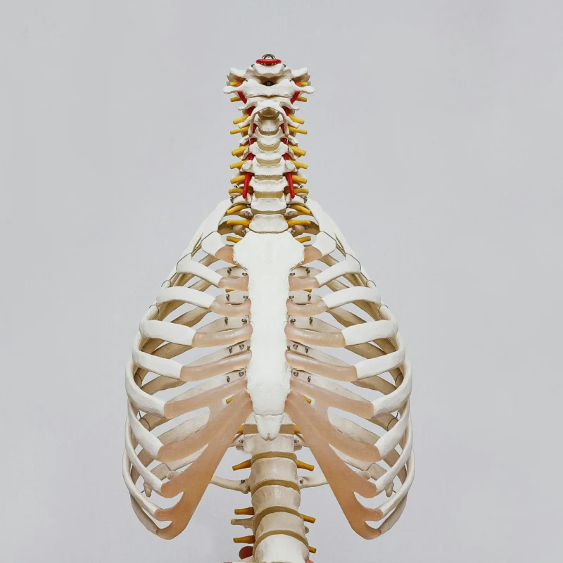 Pulmones, para correr con asma