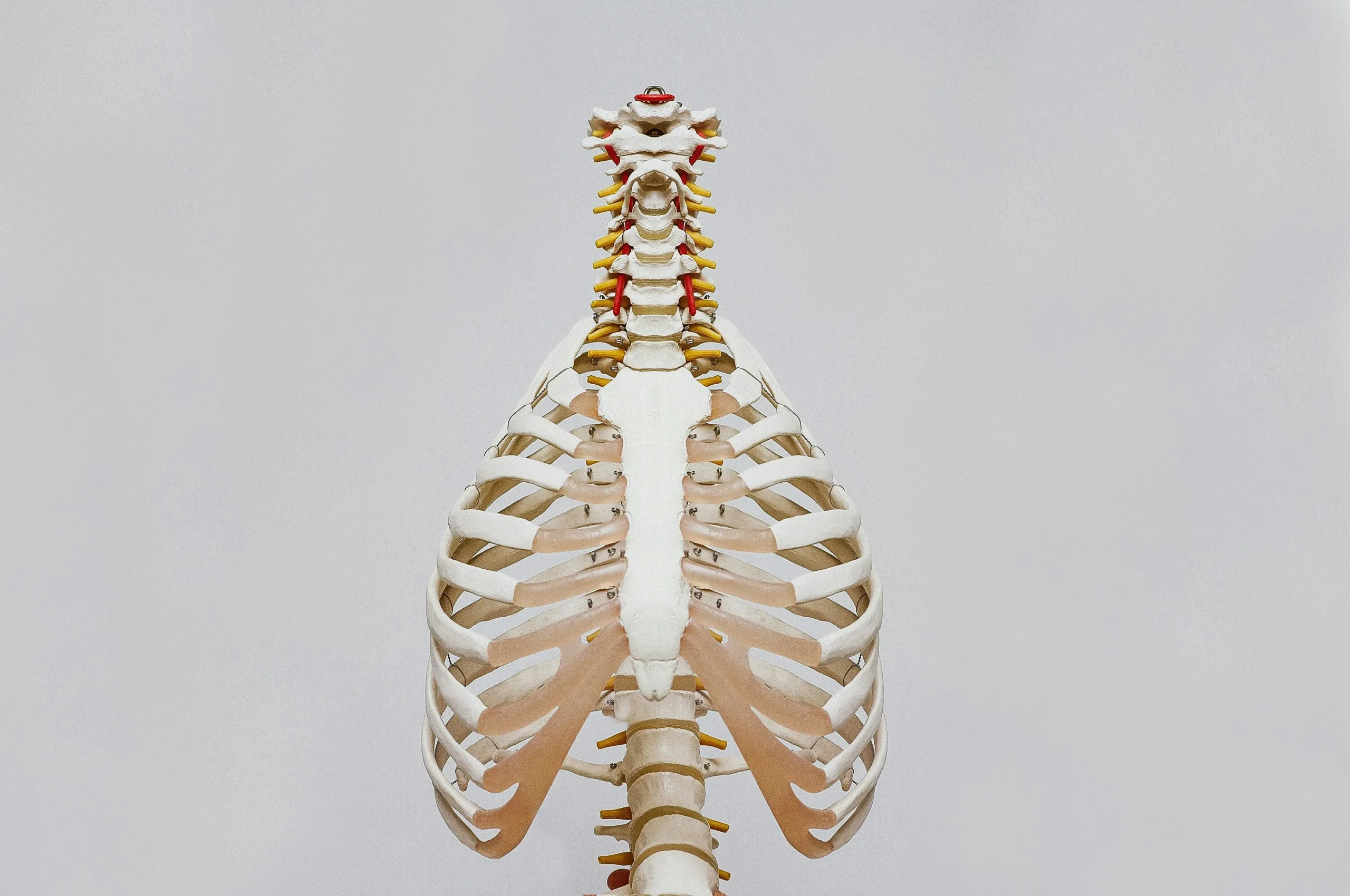Pulmones, para correr con asma